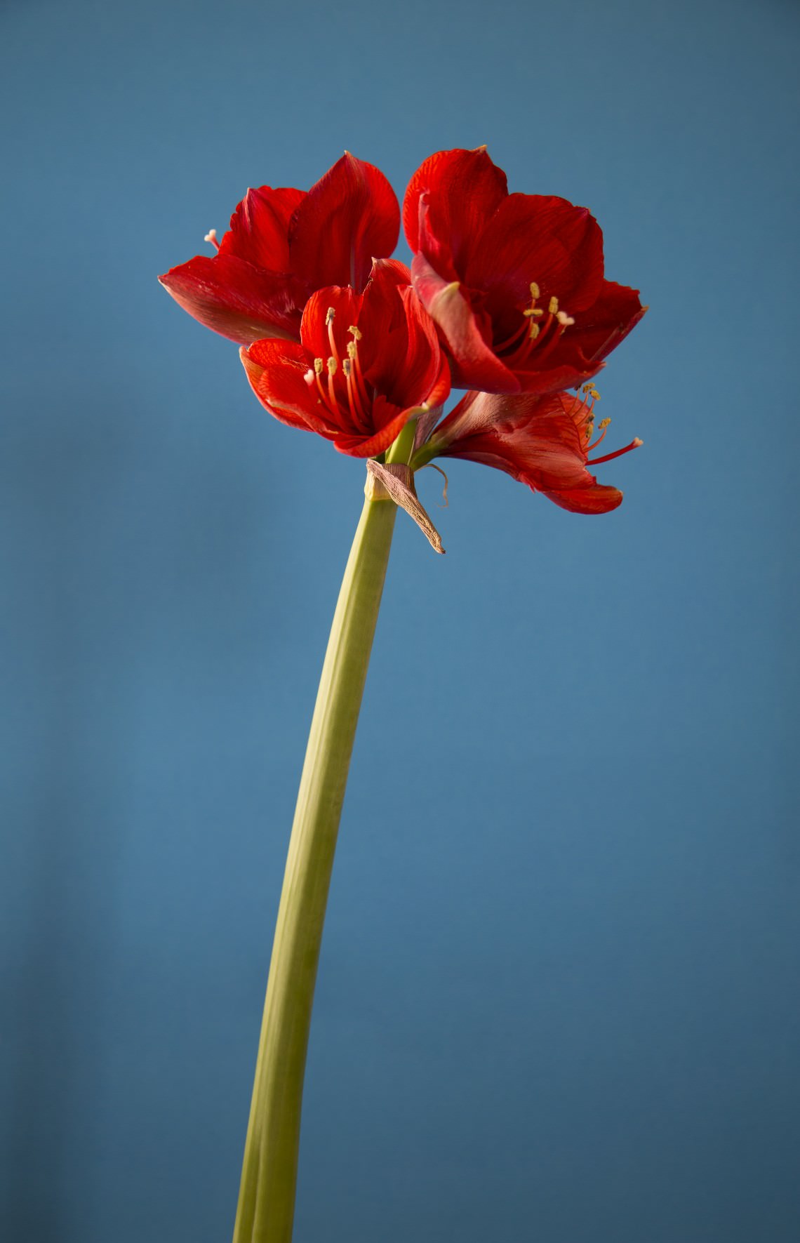  - Amaryllis (Tribute to Piet Mondrian)