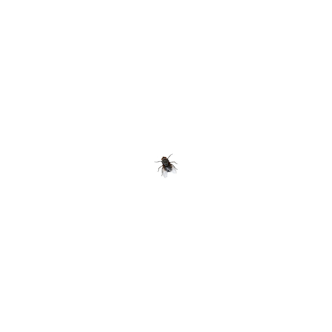  - untitled (a black fly (alive) in a white cube)