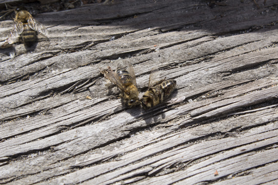  - sans titre (quelques abeilles mortes)