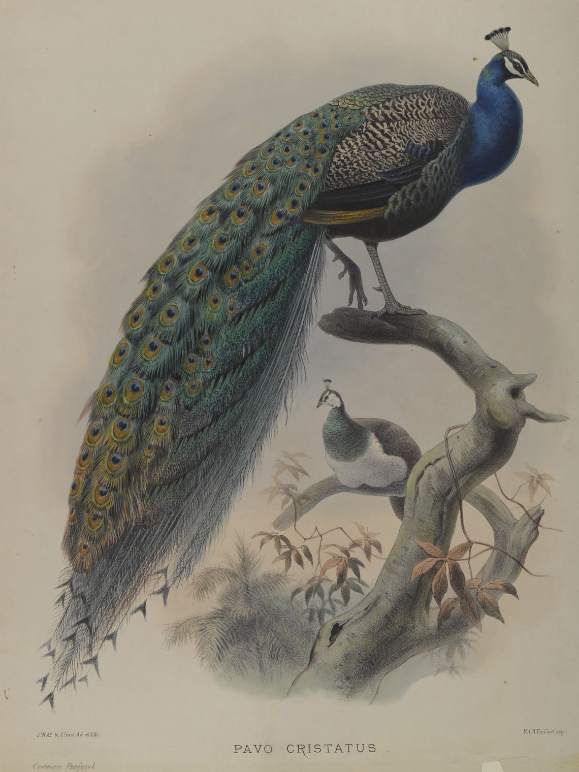  - untitled (the squawking of an Indian peafowl)
