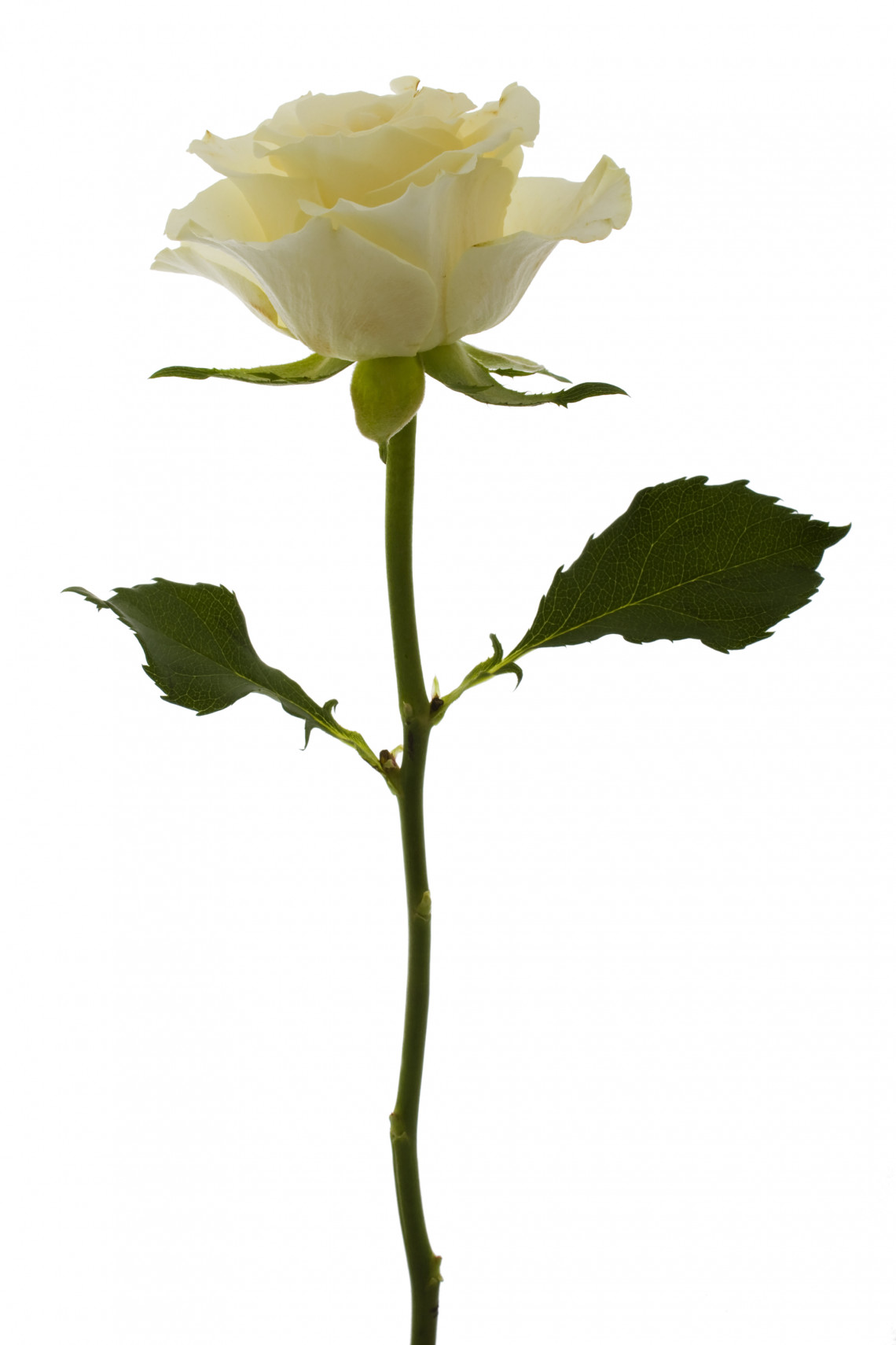  - untitled (white rose)